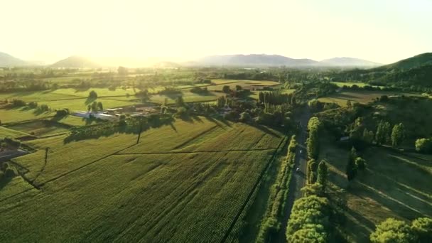 Fps Slow Could Slow Motion Aerial View Cornfield Chile Summer — 图库视频影像