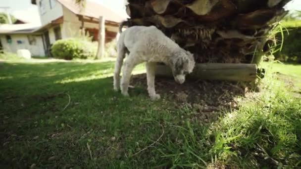 Adopted Grey Dog Exploring Big Backyard — Stock Video