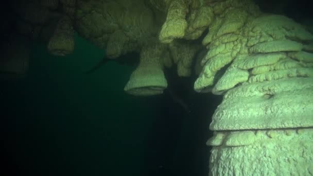 Bell Speleothems Large Tree — Vídeo de Stock