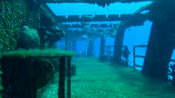 Shipwreck Port Side Deck Fish Current — Stok video