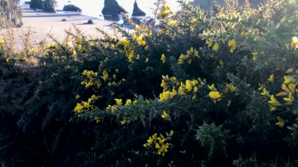 Gorse Invasive Plant Yellow Flowers Which Introduced Europe 1890 Bandon — Vídeos de Stock
