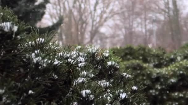 Snow Falling Covering Bushes Trees Park Winter — 비디오