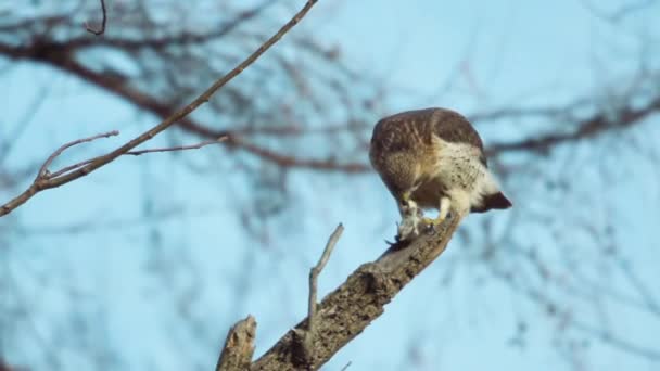 Hawk Picks Dead Mouse While Perched Branch Slow Motion — Videoclip de stoc