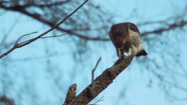 Red Tailed Hawk Tears Mouse Half Eats While Perched Branch — Wideo stockowe