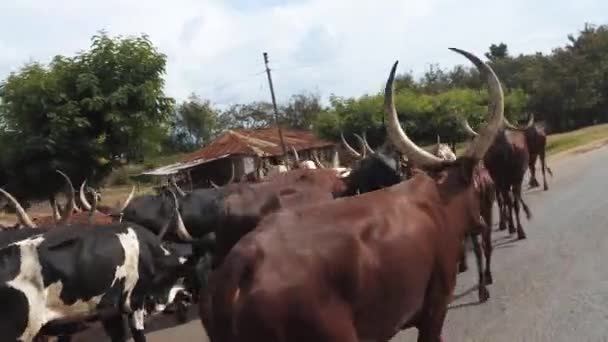 African Cows Walking Road Uganda — Stockvideo