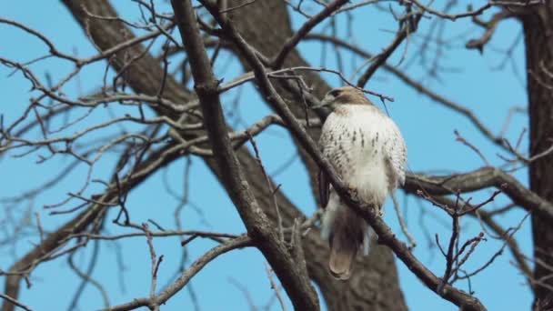 Red Tailed Hawk Surveys Its Surroundings Branch Slow Motion — Stock Video