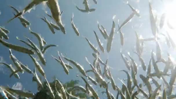 Fish Swimming Very Clear Transparent Shallow Water Swarm Minnows Moving — Stockvideo