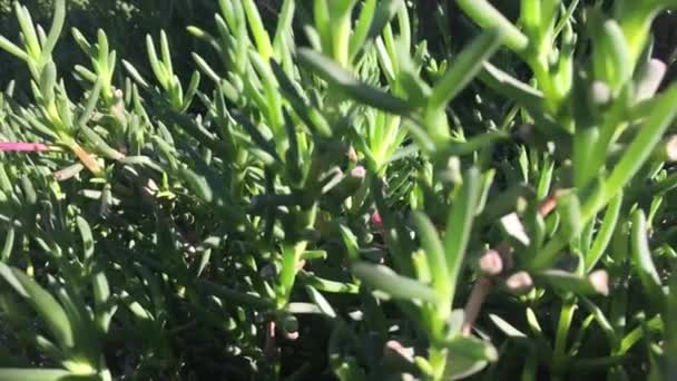 Close Detailed Dense Bush Little Green Plants Branches Sun Shadows — Vídeo de stock
