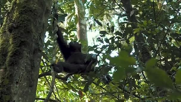 Chimpanzee Swinging Kibale Forest Uganda — Stock video