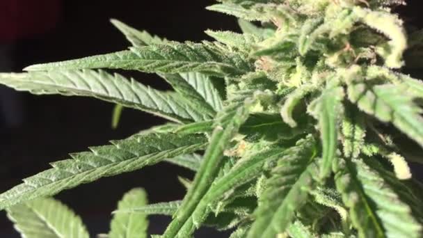 Close View Green Flowered Marijuana Plant Leafs Hit Sunlight Visible — Vídeo de Stock