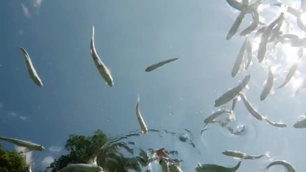 Fish Swimming Very Clear Transparent Shallow Water Swarm Minnows Moving — Vídeo de Stock