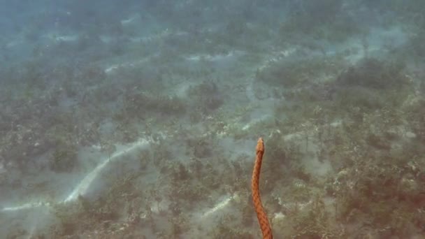 Ohrid Snake Swimming Clear Transparent Water Lake Ohrid Macedonia Shot — Stockvideo