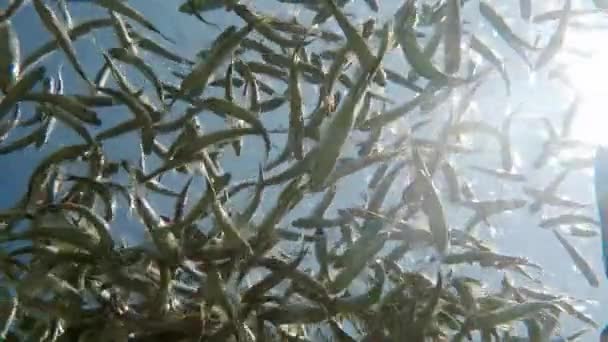 Fish Swimming Very Clear Transparent Shallow Water Swarm Minnows Moving — Stok Video
