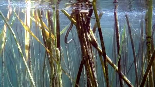 Ohrid Snake Seating Wooden Cane Underwater — Stock video