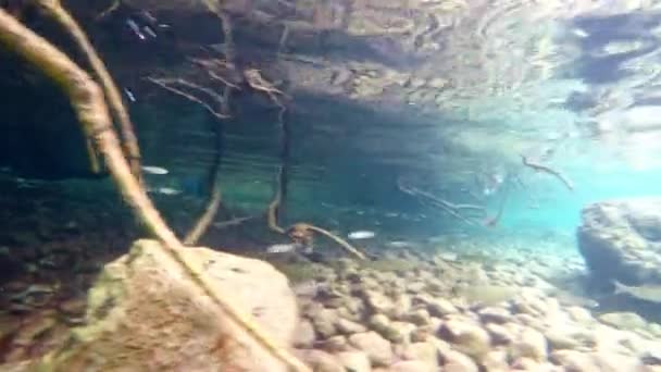 Fish Slowly Swimming Very Clear Transparent Shallow Water Minnows Moving — Stock video
