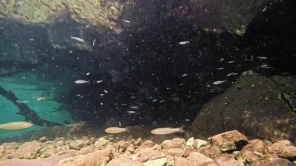 Fish Slowly Swimming Very Clear Transparent Shallow Water Minnows Moving — Vídeo de Stock