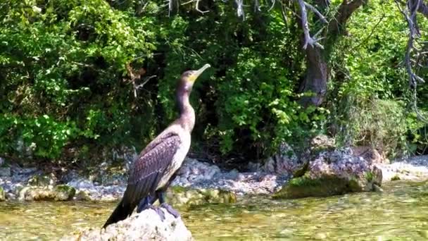 Cormorant Sitting Rock Ohrid Lake Macedonia Southern Europe Close — Stock video