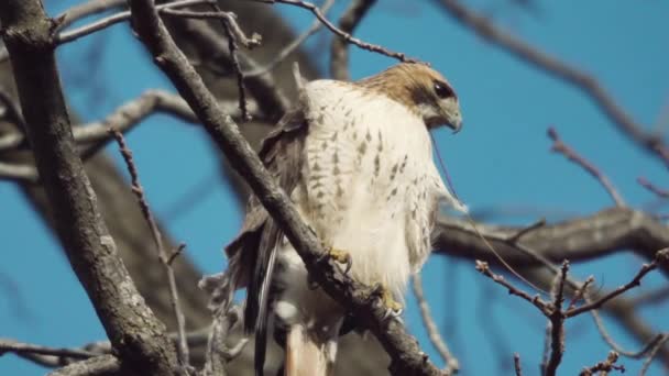 Red Tailed Hawk Perched Branch Wind Blows Its Feathers Slow — Stock Video