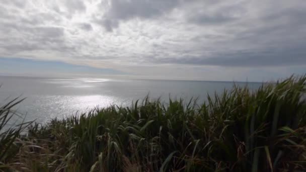 Wide Shot Grasses Blowing Wind Calm Ocean Background New Zealand — Vídeo de Stock