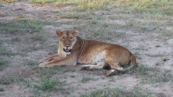 Female Lion Masai Mara Africa — Videoclip de stoc