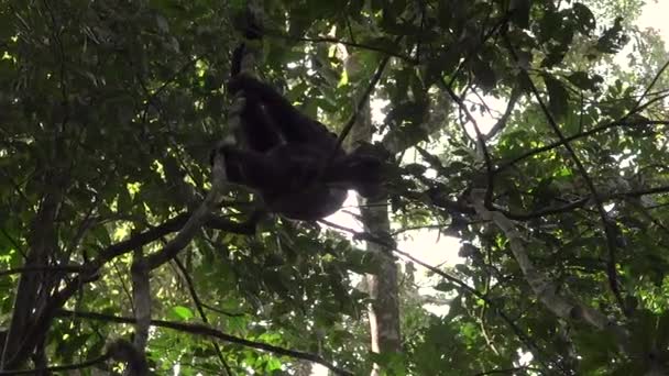 Chimpanzee Swinging Kibale Forest Uganda — 图库视频影像