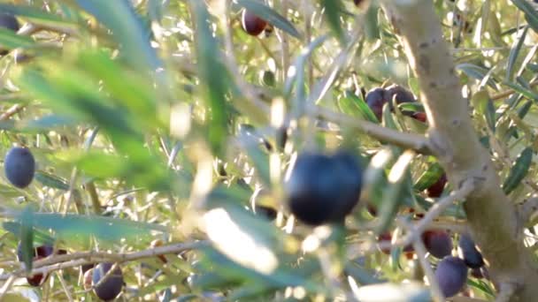 Ελαιόλαδο Λάδι Ελιές Φρέσκες Ιταλικές Τροφές Υγιεινές Φυσικές Φυτικές Καλλιέργειες — Αρχείο Βίντεο