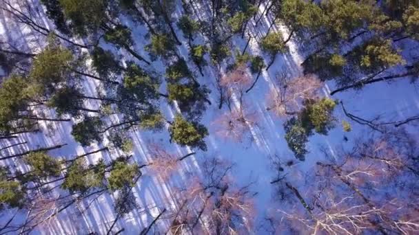 Drone Shot Forest Winter View Camera Looking Straight Spinning Green — Stock videók