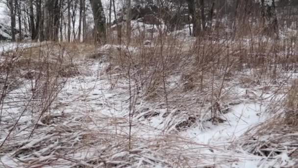 Panning Shot Right Snow Covered Forest Soft Daylight — Video