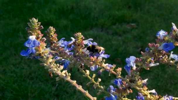 Маленька Бджола Шукає Їжу Знімок Зверху Останніх Променях Сонячного Світла — стокове відео