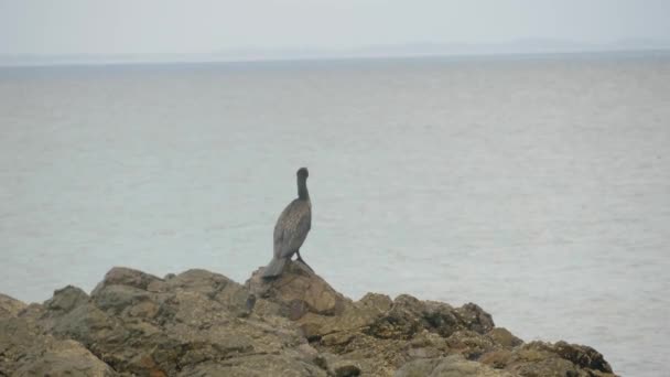 Close Cormorant Sitting Perched Rock Flying Away Ocean — Stockvideo