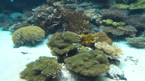 Underwater Living Coral Churamuri Aquarium Okinawa Japan — Wideo stockowe