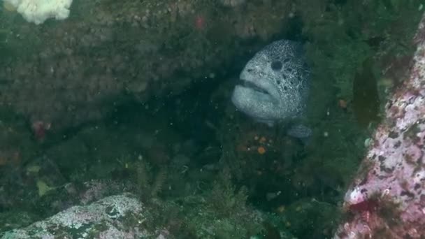 Male Wolf Eel Checks Out Divers — Stock Video