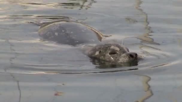 Cute Harbour Seal Curious — ストック動画