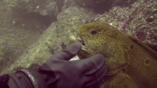 Wolf Eels Need Love Too — Wideo stockowe