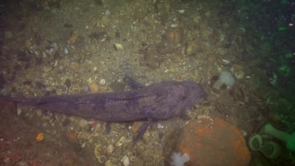 Μεγάλο Ling Cod Στην Σμαραγδένια Θάλασσα — Αρχείο Βίντεο