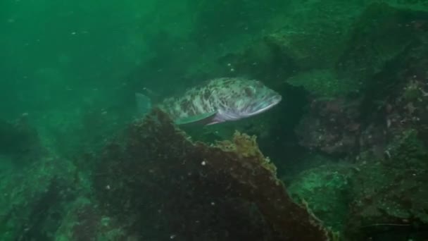 Large Ling Cod Emerald Sea — Stock video