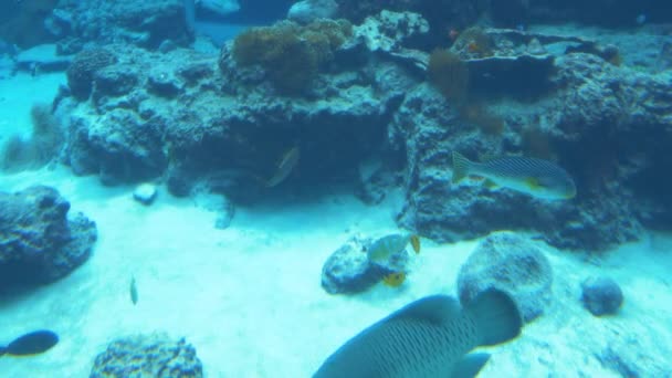 Underwater Living Fish Coral Churamuri Aquarium Okinawa Japan – Stock-video