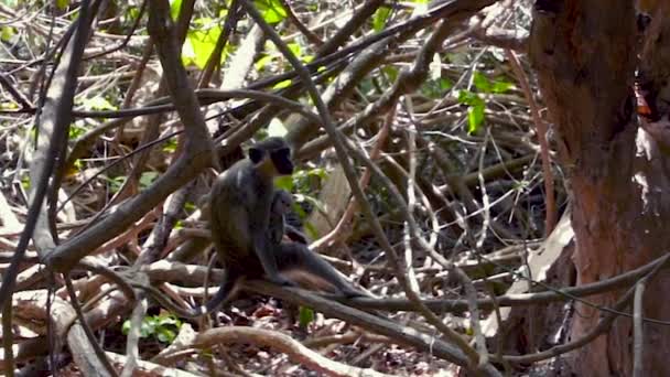 Beautiful View Monkey Abuko Reserve Gambia — Stock video