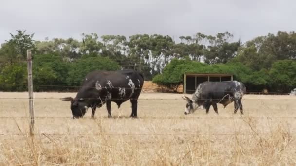 Two Nguni Bulls Out Pasture Rural Africa — Stockvideo