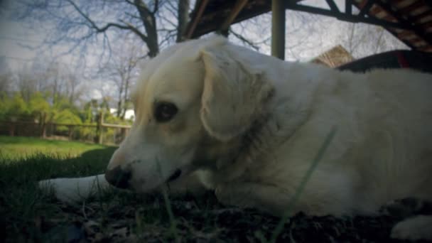 White Dog Grass — Vídeo de Stock