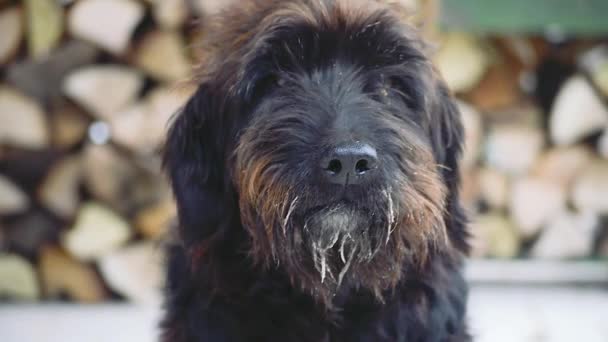 Black Giant Schnauzer Dog Sitting Front Firewood Looking Camera While — Vídeo de stock
