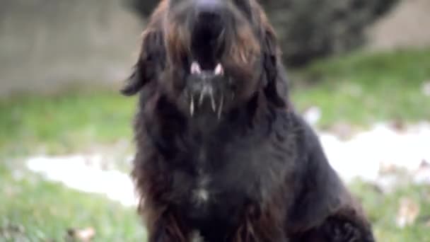 Stunning Black Giant Schnauzer Dog Sitting Backyard Barking While Breathing — Stock video