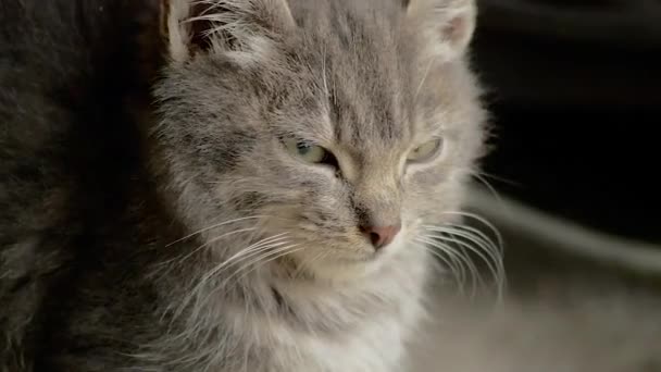Baby Gray Cat Sitting Satisfied Looking Cold Winter Morning Garage — Video Stock