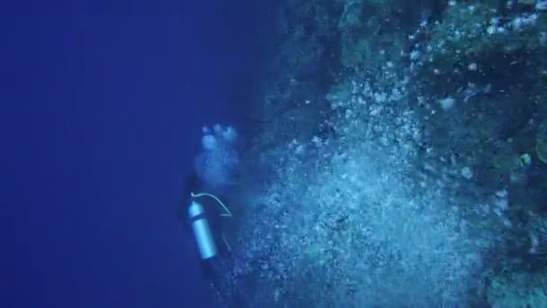 Divers Diving Exploring Surface Camera Follow Bubbles Rising Inot Camera — Wideo stockowe