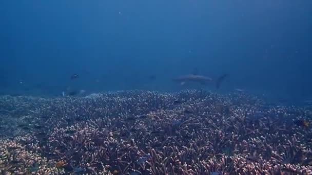 Stunning Coral Reef Melissas Garden Residential Blacktip Shark Swimming Camera — Vídeos de Stock