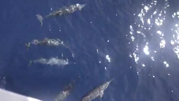 Pod Dolphins Swimming Playing Next Moving Boat — Vídeo de stock