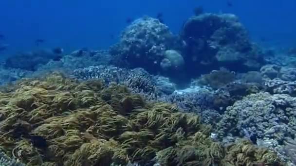 Плавно Пропливає Над Чудовим Здоровим Кораловим Рифом Індонезії — стокове відео