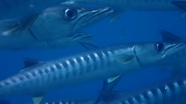 Збільшені Кадри Риби Баракуди Плаває Очима Очей Від Занурення Раджа — стокове відео