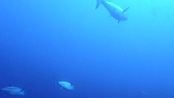 Big Tunas Swimming Fast Reef Hunt Smaller Reef Fish Shot — 图库视频影像