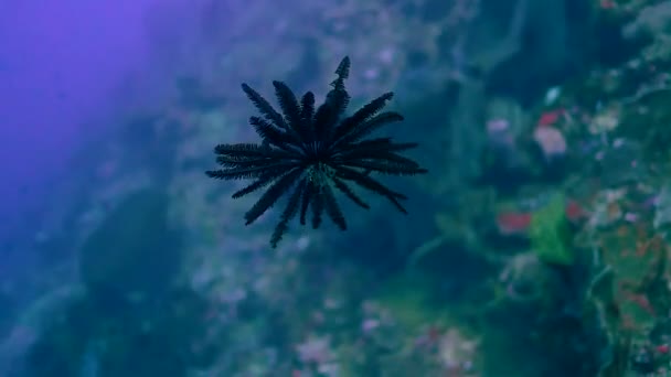 Beauty Ocean Footage Black Feather Star Swimming Mesmerizing — Stock Video